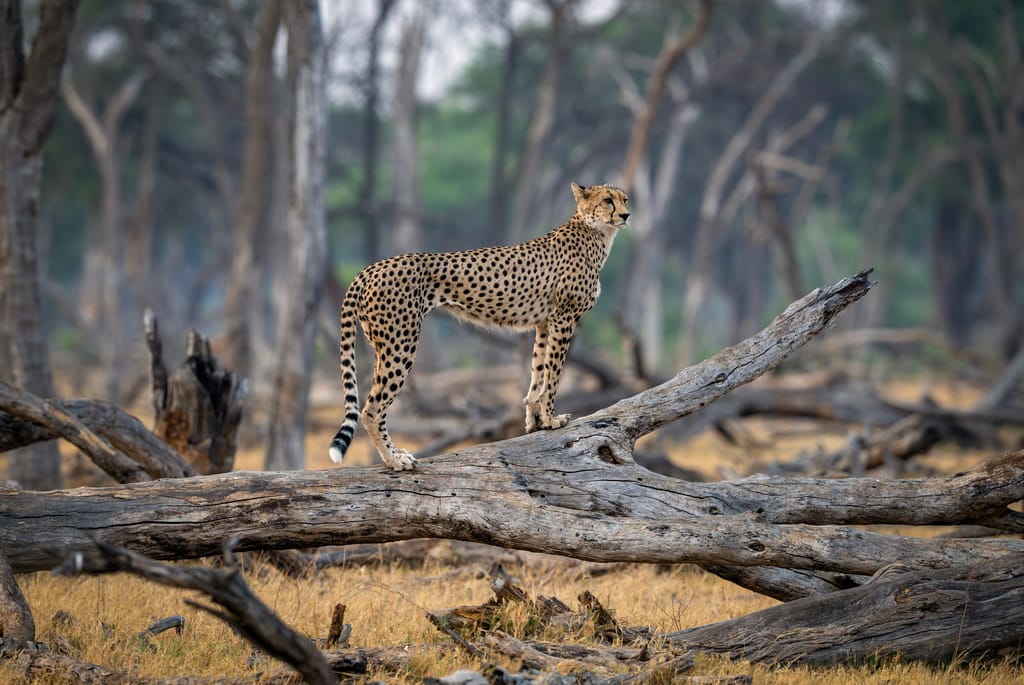 Gepard i skoven i Hwange Nationalparken i Zimbabwe