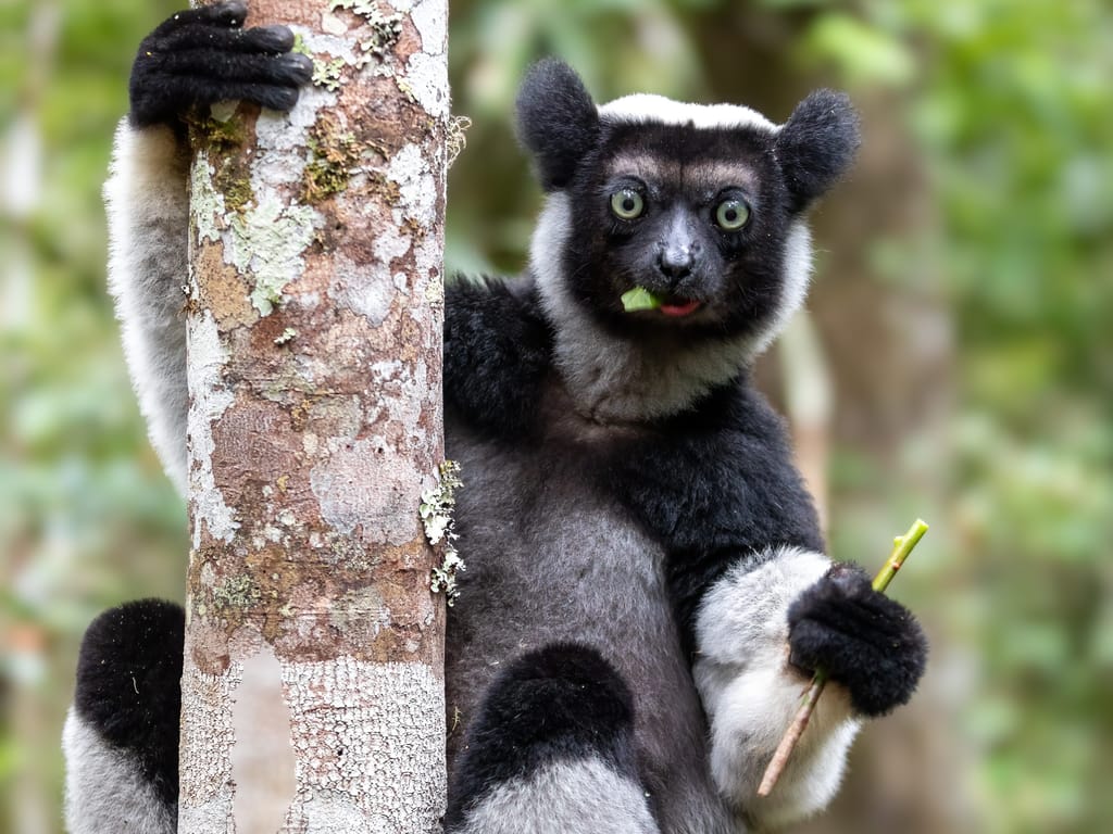 Indri lemuren i Andasibe-skoven