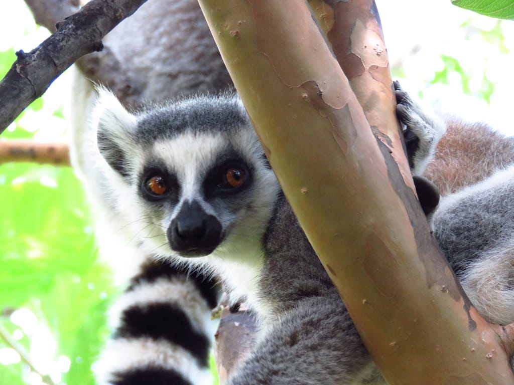 Ringhalet lemur i Anja community park, Madagaskar