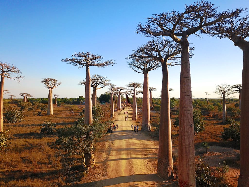 Besøg ved Avenue De Baobab tæt på Morondava på Madagaskar.