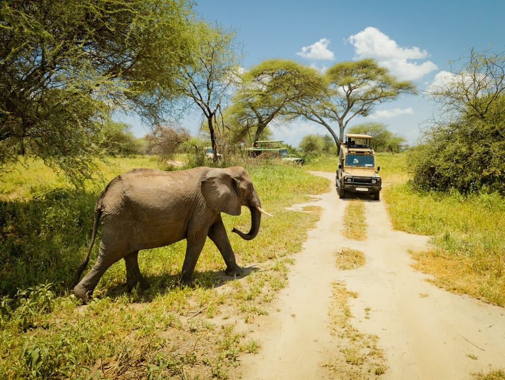 Elefant krydser en vej ved Lake Manyara, Tanzania