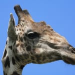 84.giraf dag 2-3-4-5-6-7