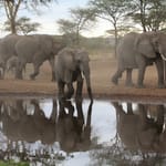 Elefantspejlbilleder farvekorrigeret