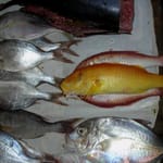 Fisk fra fiskemarkedet