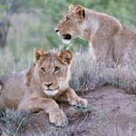Imbali Safari Lodge Lions