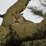 Løve i træ Manyara dag 2