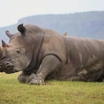 Næsehorn Nakuru. dag 3 – Kopi