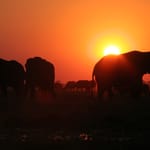 WH_CHOBE05