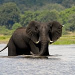 WH_CHOBE06