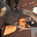 WH_ELEPHANT_CAMP11