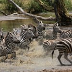 Zebraer ved vandhul