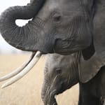 elefant med unge Serengeti dag 4