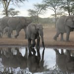 elefantflok serengeti dag 5