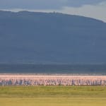 flamingoer ved manyara søen dag 2