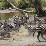forskrækkede zebraer Manyara dag 2