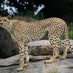 gepard på kopje dag 4-5-6