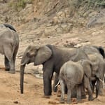 hamiltons_tented_camp_-_elephants_2