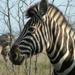 imbali_-_zebra