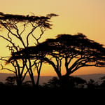 solnedgang Serengeti dag 5