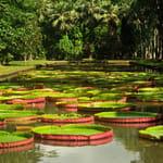 jardin-botanique-de-pamplemousses_0 – Kopi