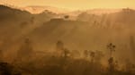 Turaco Treetops