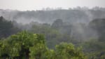Turaco Treetops