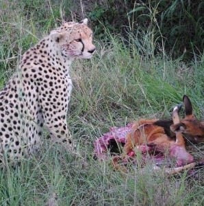 Littau fra Ringsted på Kenya safari