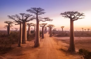 Baobab Avenue på Madagaskar