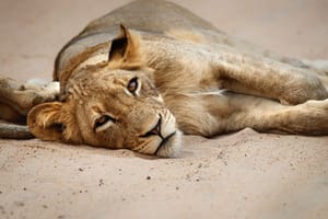 Portræt af en ung han løve i Balule Private Game Reserve