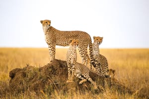 Geparder på et myretue i Serengeti Nationalparken Tanzania