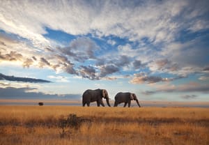 Elefanter på savanne i Masai Mara Kenya