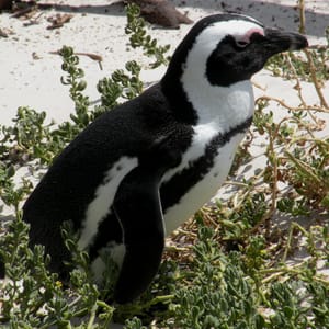 Cape pingvin