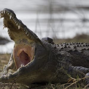 Nile,Crocodile,kruger,National,Park,,South,Africa