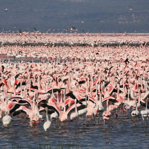 Flamingoer i Nakuru