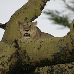 Løve i træ Manyara dag 2