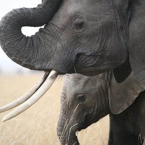 elefant med unge Serengeti dag 4
