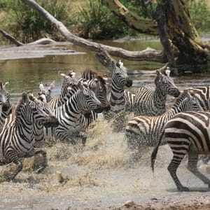 forskrækkede zebraer Manyara dag 2