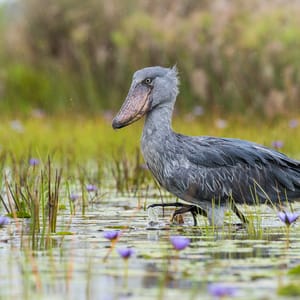 Træskonæb Stork i vandet i Queen Elizabeth Nationalparken i Uganda