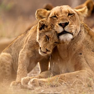 Hun løve med baby i Balule Private Game Reserve