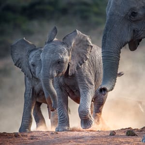 To ung elefant babyer leger sammen i Kruger Nationalparken