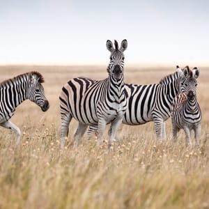 Zebra Vandring i Makgadikgadi Nationalparken i Botswana