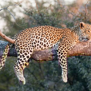 Leopard i træet i Moremi Game Reserve