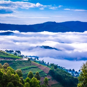 Bwindi Impenetrable Forest Nationalparken Uganda