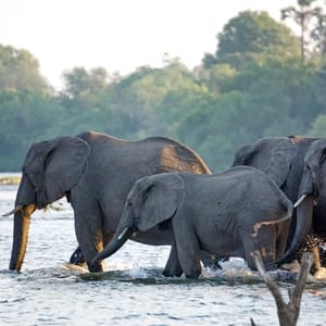 En gruppe elefanter krydser Zambezi floden