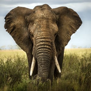 Elefant portræt i høj græs