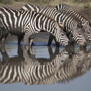 Spejlbillede af tre Zebra ved vandhullet