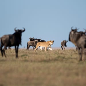 Hun Løve bland gnuer i Masai Mara