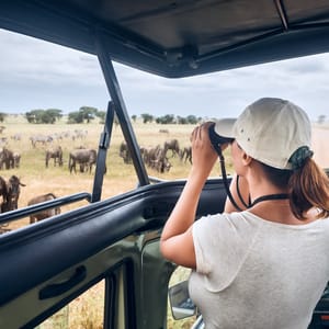 Gæsten i safaribil tæt på gnuer