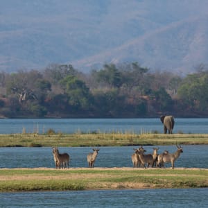 Vandbuck og elefanten ved Zambezi flodkanten