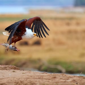 Flodeørn med en fisk i Chobe flode Botswana